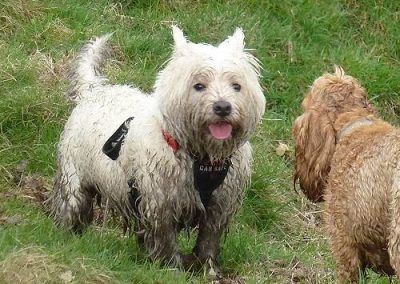 Dirty West highland terrier