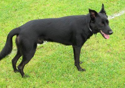 Black dog Patch!
