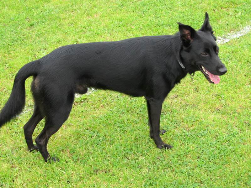 Black dog Patch!