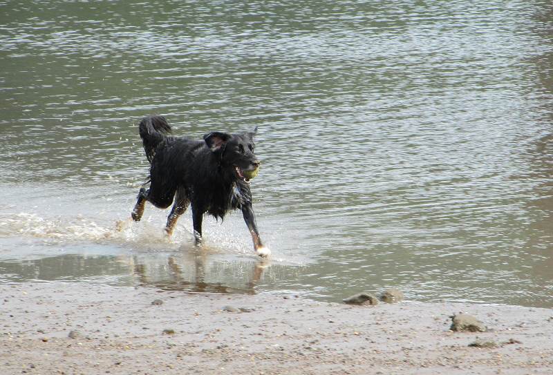 Spaniel cross, Sasha!