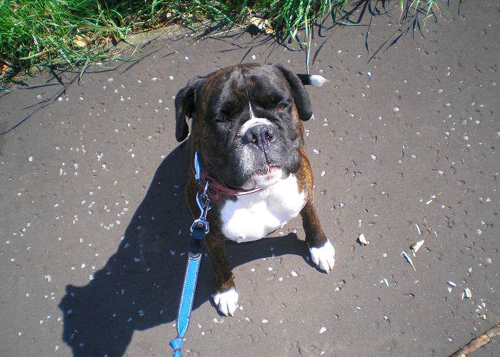 Brindle and white boxer dog, Turbo