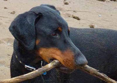 doberman with stick