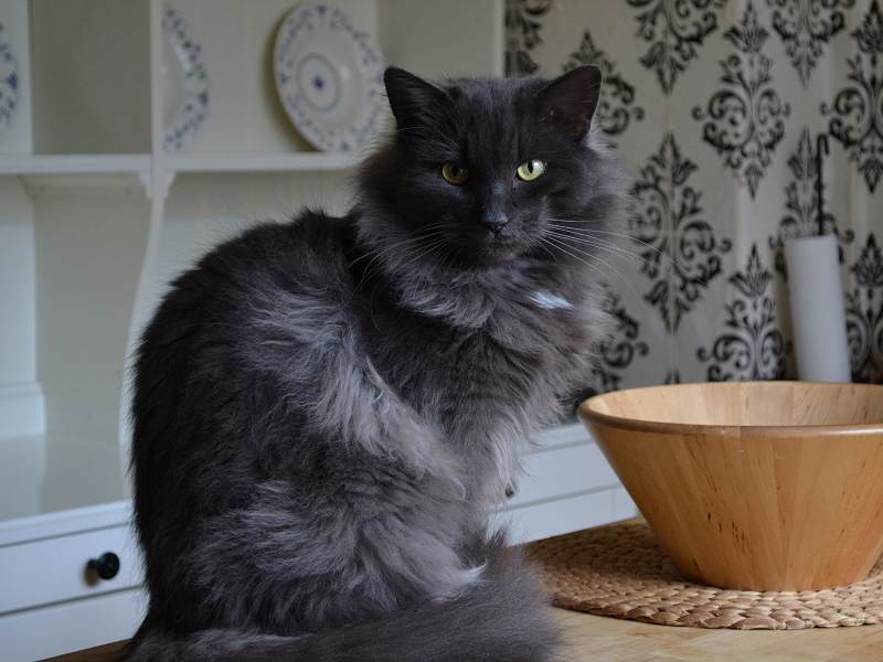 The Russian Blue Cats Bishopton Dog Walking Services
