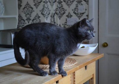 Blue russian cat