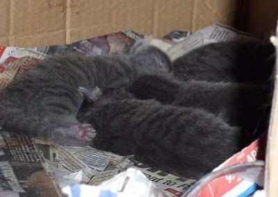 russian blue kittens