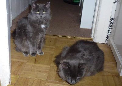 russian blue pedigree cats