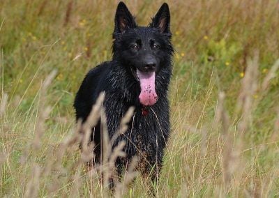 black german shepherd