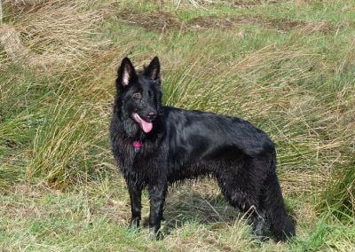 black german shepherd Skye