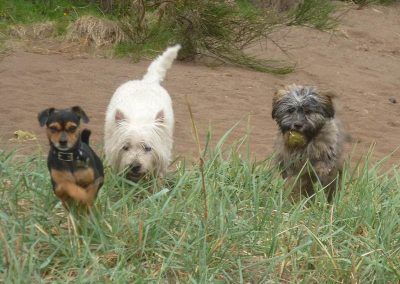 small dogs playing ball