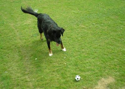 Sasha in Renfrew