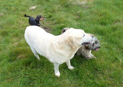 three dogs on grass