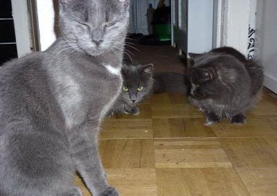 8 month old Russian blue cats