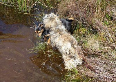two wee dogs near the pond