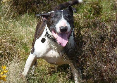 happy bull terrier
