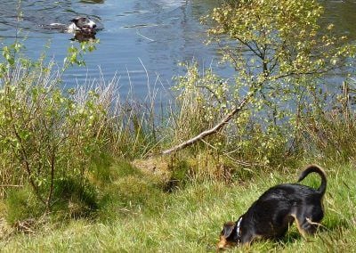 walking dogs at gleddoch