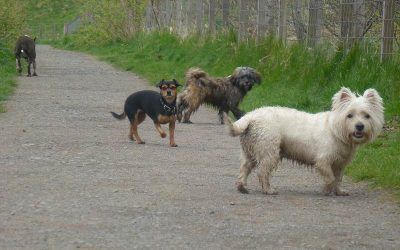 The gang! Group dog walking