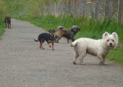 Group dog walking