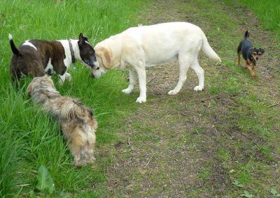 dogs at gleddoch golf course