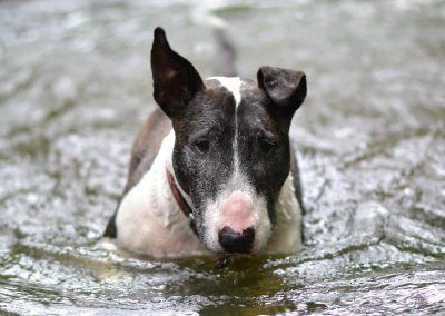 english bull terrier