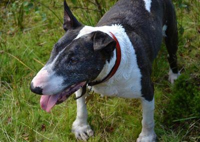miniature english bull terrier