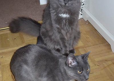 young russian blue cats