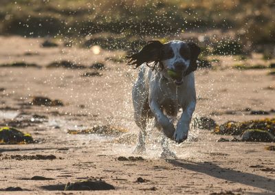 springer spaniel on beach