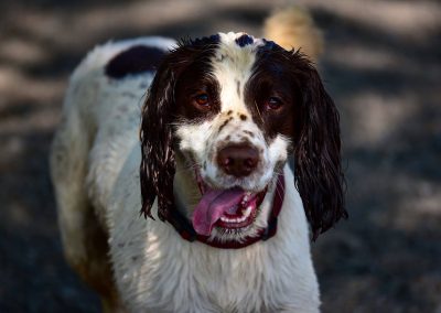Close up of springer spaniel