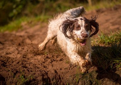 springer spaniel jumping on sand