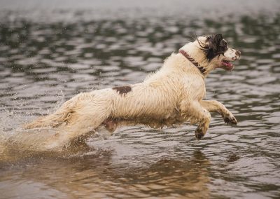 Springer running into water