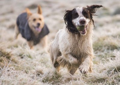 dogs on a frosty morning
