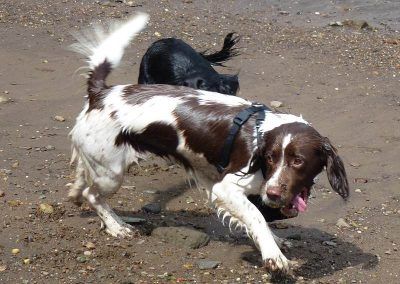Spaniels playing on the beach