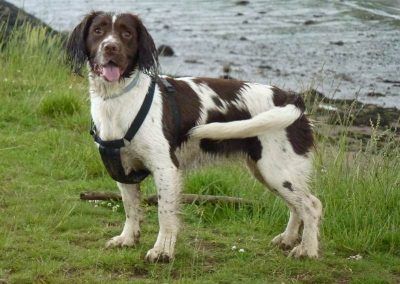 springer spaniel wearing harness