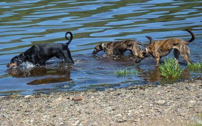 It was warm so the dogs cool off! doberman and lurchers drinking