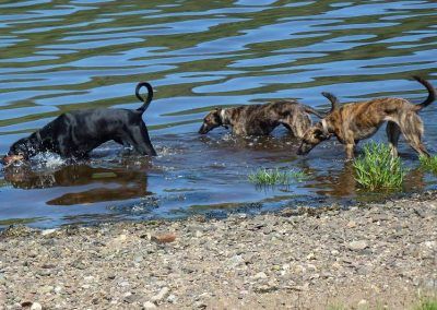 doberman and lurchers drinking