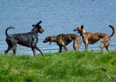 doberman playing with lurchers