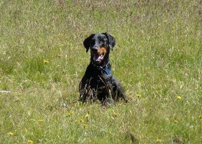 doberman sitting in grass