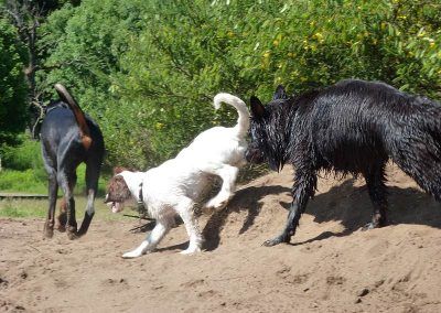 dog trio
