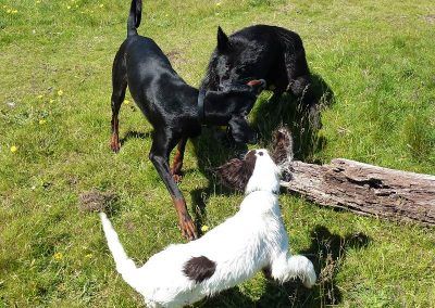 dogs and puppy play fighting