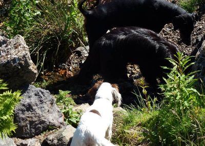 Dogs having a drink