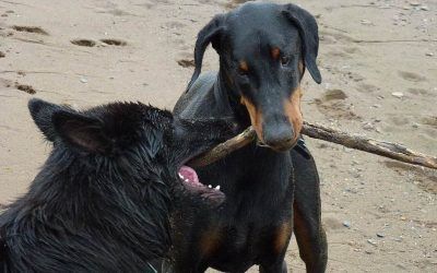 "It's my stick!" says Skye! dogs fighting over stick