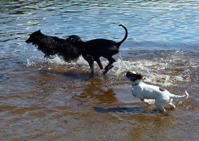 Pup Nevis running after Skye and Rory!