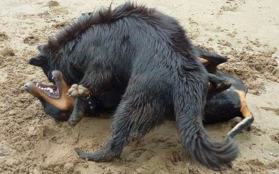 "Ouch!" doberman vs german shepherd