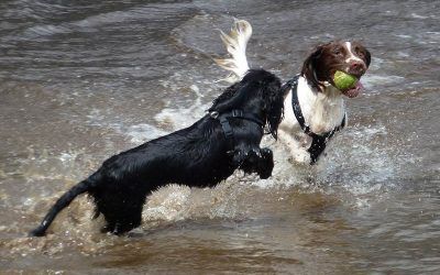 "I want that ball!!" Spaniels splashing in the water