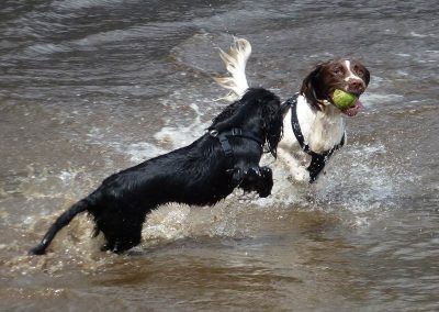 Spaniels splashing in the water