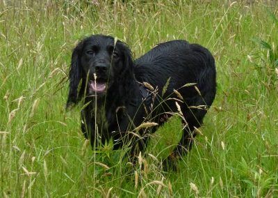 Duffy standing in long grass