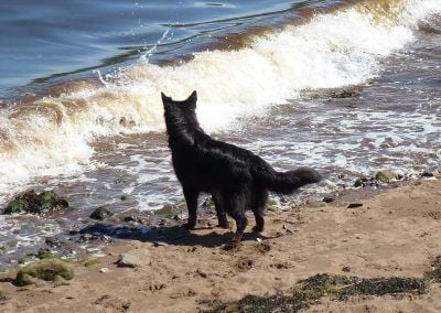 german shepherd watches wave