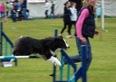 Gleniffer dog agility