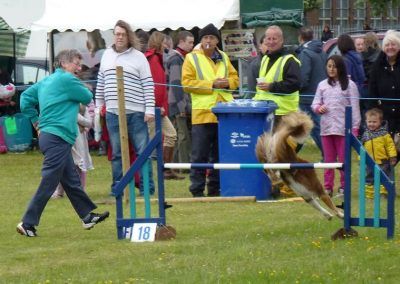 Dog agility