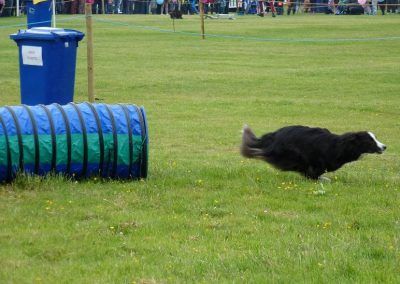 Dog agility