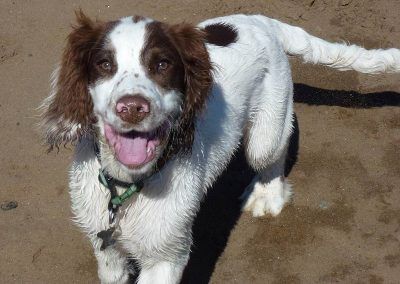 Springer spaniel pup Nevis at the beach!